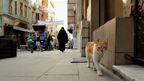 Cats in the city - Cats in Islam. Part of the affection towards cats in Istanbul, and Turkey as a whole, can be attributed to Islamic culture. In Islam, cats are admired for their cleanliness. Since they are seen as clean …